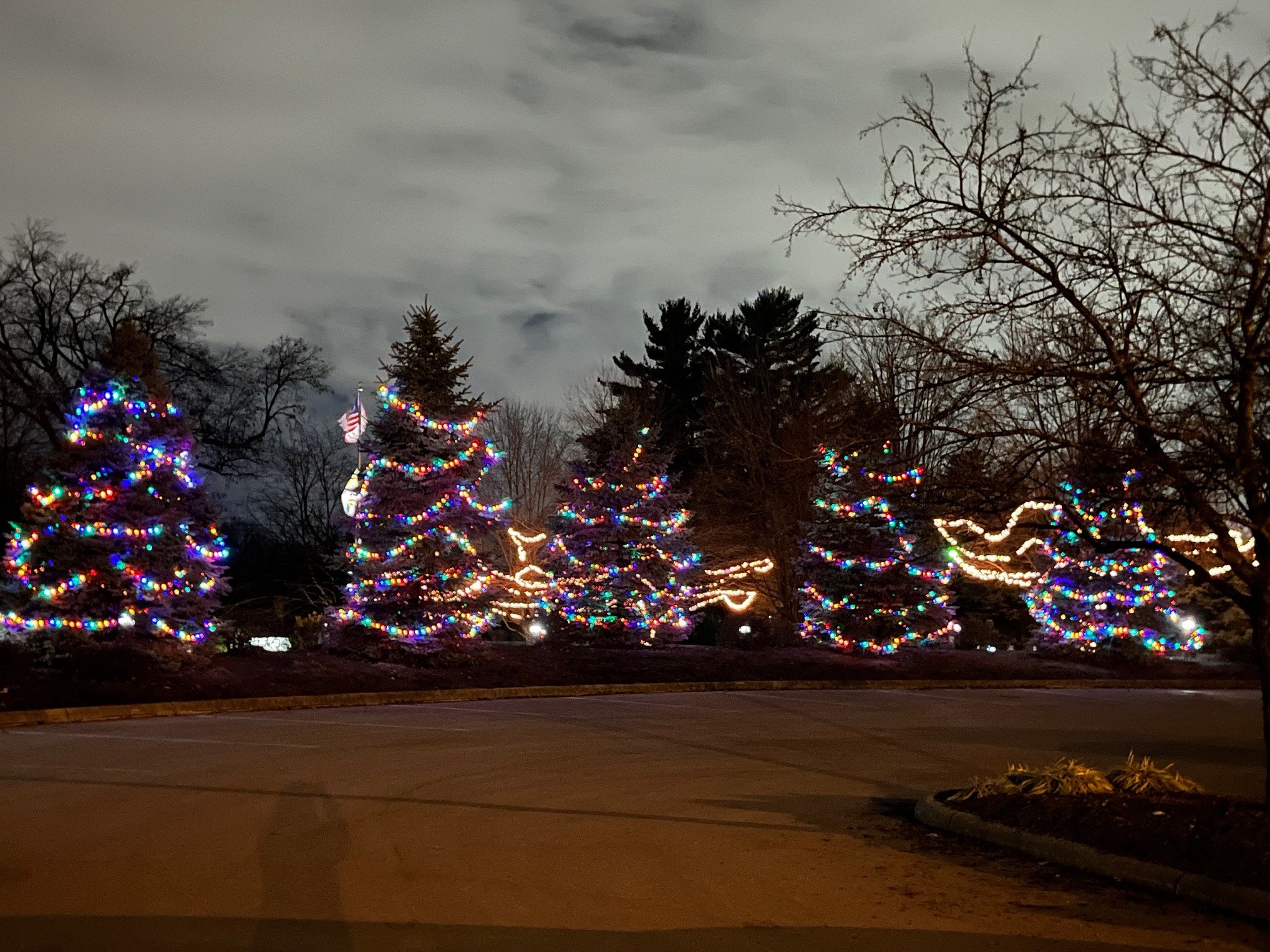 evergreen trees with holiday lights