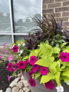 pink flowering annuals and green plants in a planter